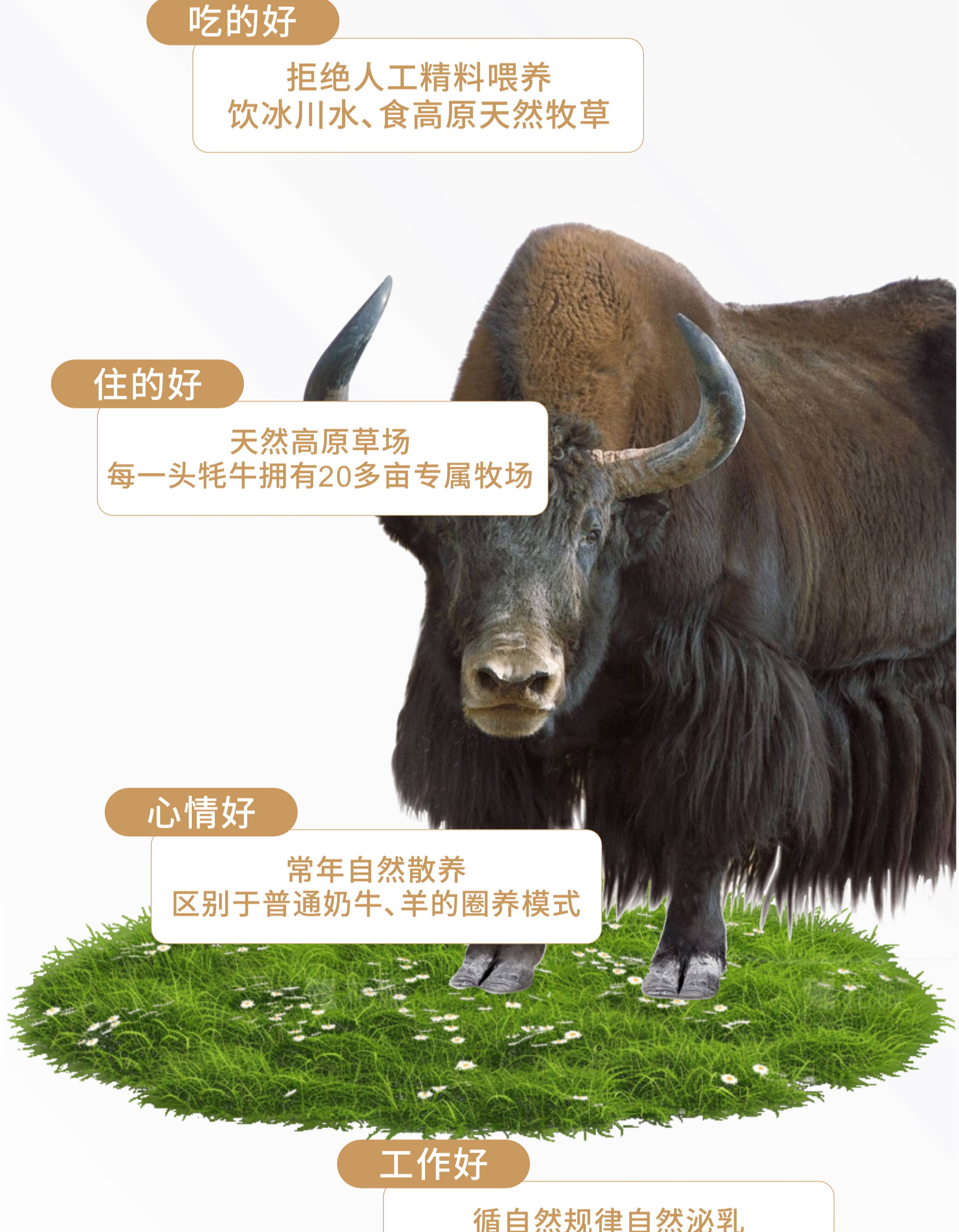 牦牛奶详情图-4.jpg